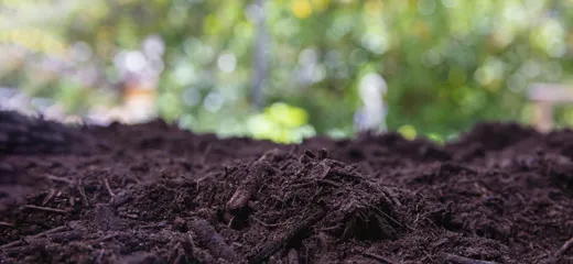 Close-up of fresh mulch in a garden bed