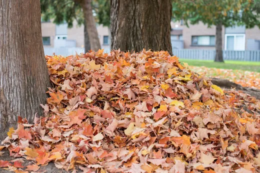 Pile of raked autumn leaves under a tree