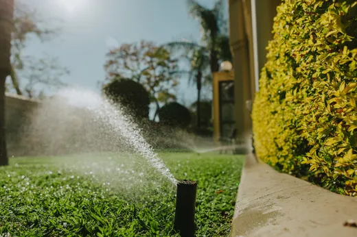 Sprinkler head watering a lawn near a hedge