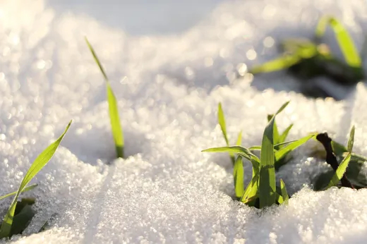 Grass blades poking through snow in winter