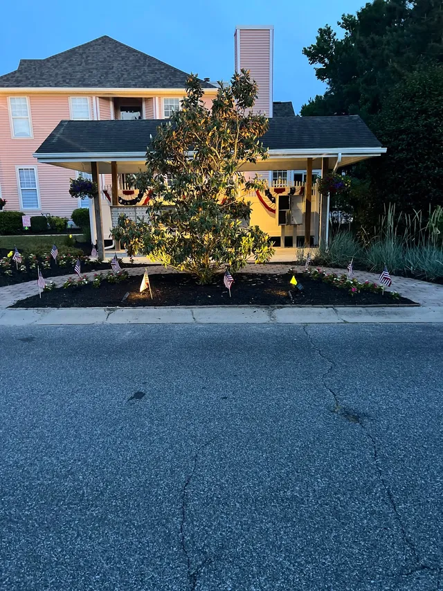 Uplit trees lining a driveway at night